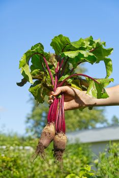 fresh organic beet harvest in woman hands assign blue sky Farmer holding extracted sugar beet root crop in field