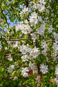 Apple blossoms in spring on branches with velvety green leaves in sunlight.