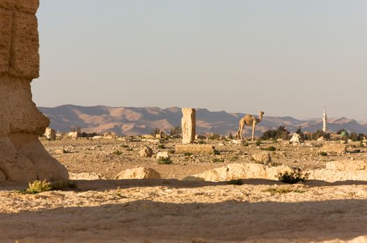 Palmyre Syria 2009 This ancient site has many Roman ruins, these standing columns shot in late afternoon sun with the camel background . High quality photo