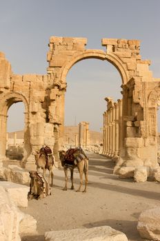Palmyre Syria 2009 This ancient site has many Roman ruins, these standing columns and Arch of Triumph with camels shot in late afternoon sun with the citadel on the hill in the background . High quality photo