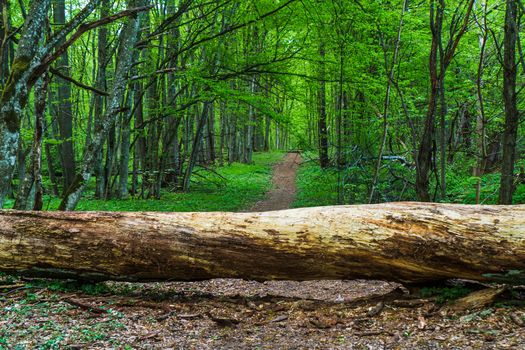 Log Covered Hiking Trail. Natural Landscape with Forest Trees in Sunlight View