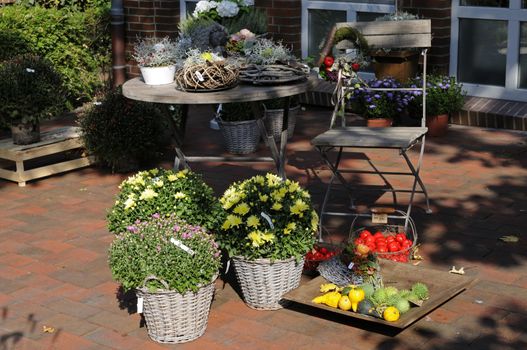 Sale of autumn plants, Aster, chrysanth, cucurbita pepo.