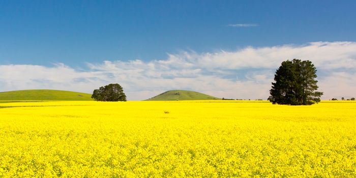 Canola fields and paddocks on a clear sunny day near Smeaton in the Victorian goldfields, Australia