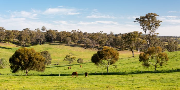 Farmland and paddocks near Maldon and Castlemaine on a clear sunny day in the Victorian goldfields, Australia