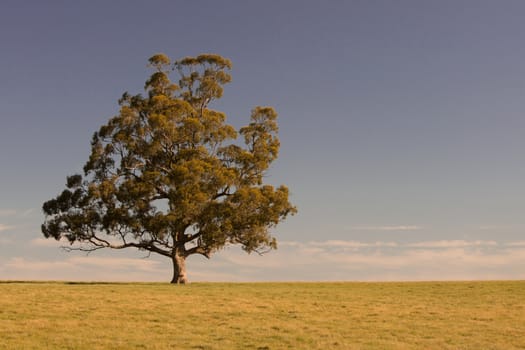 Farmland and paddocks near Maldon and Castlemaine on a clear sunny day in the Victorian goldfields, Australia