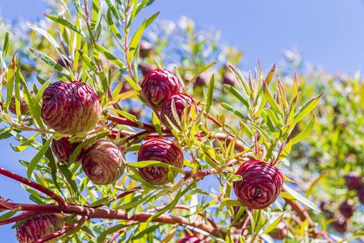 Red pine cones in Kirstenbosch National Botanical Garden in Cape Town.