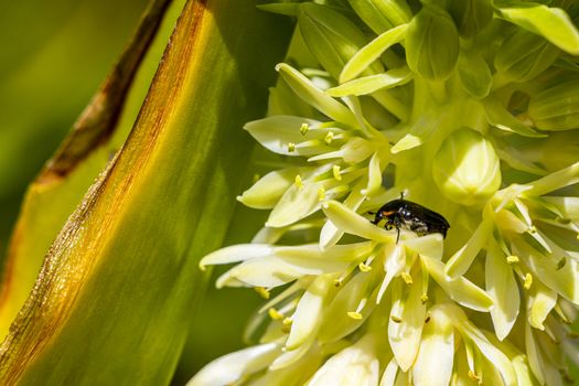 Black African beetle in yellow flowers bloom in Cape Town.