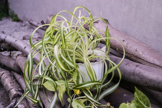 chlorophytum comosum, spider plant and a branch of scindapsus on woods