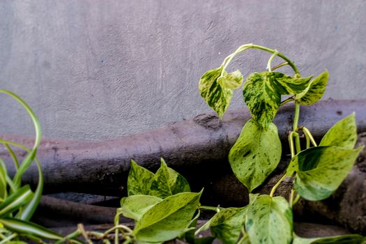 Golden pothos, scindapsus aureus, marble queen, silver vine, devil's lvy. Popular ornamental shrubs housing.On woods outdoors.