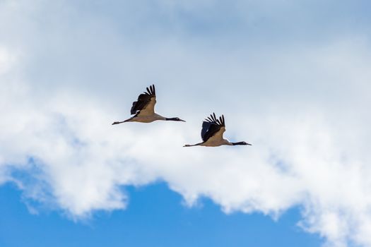 Black-necked cranes flying in front of a white cloud