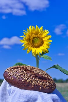 Colorful yellow sunflower with healthy loaf of wholegrain brown bread coated in sunflower seeds outdoors under a sunny blue sky in summer in a healthy diet concept