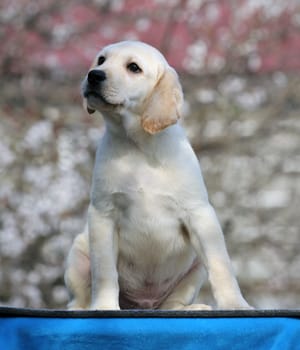 a little labrador puppy on a blue background