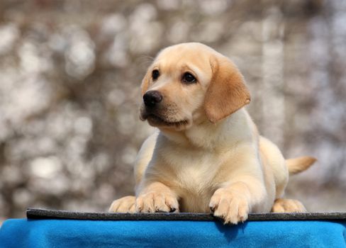 little labrador puppy on a blue background