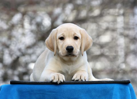 the nice little labrador puppy on a blue background