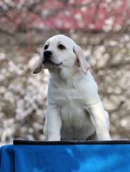 a nice little labrador puppy on a blue background