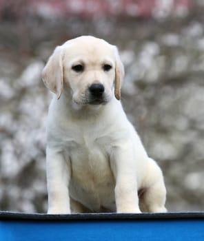 nice little labrador puppy on a blue background