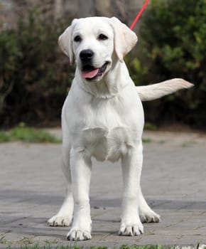 a yellow labrador playing in the park