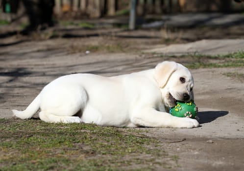 the yellow labrador playing in the park