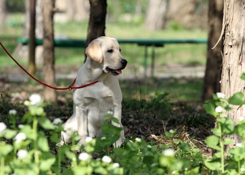 sweet yellow labrador playing in the park