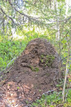 Huge, gigantic anthill in the forest by the Rjukandefossen in Hemsedal, Buskerud, Norway.