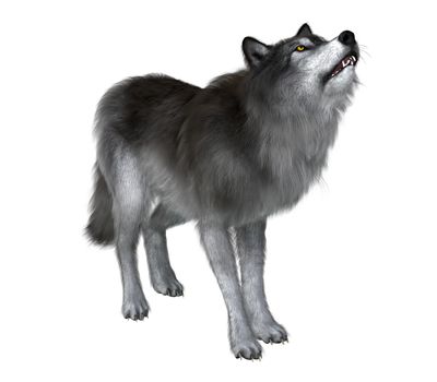 A grey Dire Wolf howls to keep in touch with his wolf pack during the Pleistocene Period of North America.
