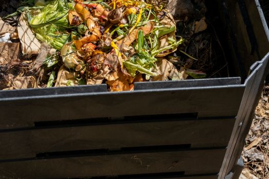 An outdoor bin made of black plastic contains decomposing compost, with fresh food waste visible on top.