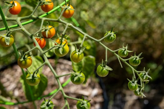 Cherry tomatoes are seen from above growing on a tomato plant vine in a garden, ripening in mid-summer. Several of them have turned red, while others are still green.