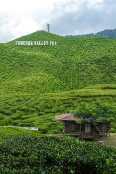 Tea plantations Cameron Valley. Green hills in the highlands of Malaysia. Tea production. Green bushes of young tea