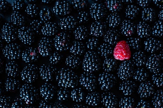 The concept of uniqueness. Not like the others. Red raspberry in a heap of black mulberries.
