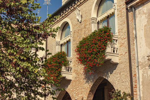 Ivy climbs the walls of an ancient house in Italy