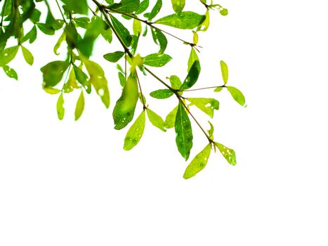 Green Leaves And Branches On White Background For  Environment Texture .Earth Day Concept. Environment concept.