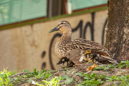 Duck with ducklings they rest in the grass on the banks of a river