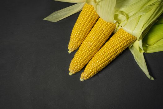 Ripe young sweet corn cob with leaves on dark concrete background, copy space.