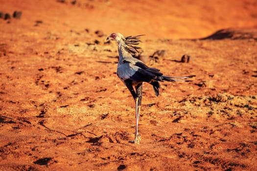 Secretary bird (Sagittarius serpentarius) on red ground in sunset light. Amboselli national park, Kenya