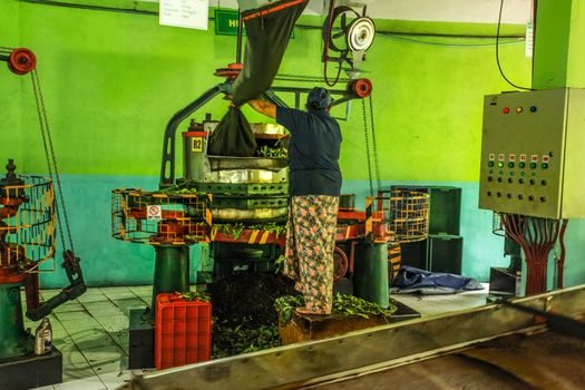 Kandy, Sri Lanka - April 12th, 2017: Unknown female worker at Kadugannawa Tea Factory operates raw tea humidifying machine during tea factory tour.