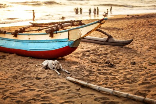 Stray dog laying on the beach sand, in front of fishing boat with blurred silhouettes of people playing in the sea in the background. Kalutara Beach, Sri Lanka