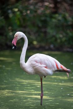 Pink flamingo immersed in the water of a pond, naturalistic image