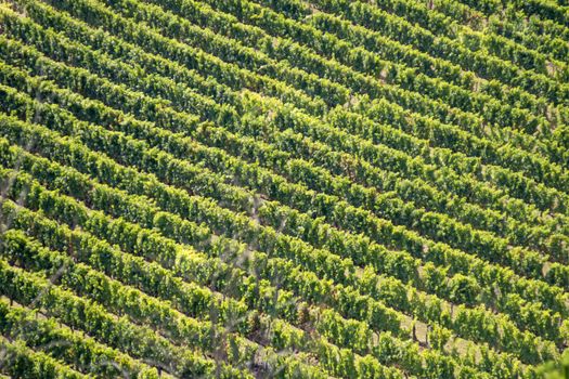 texture of a vineyard of grape plants viewed from afar