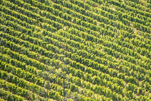 texture of a vineyard of grape plants viewed from afar