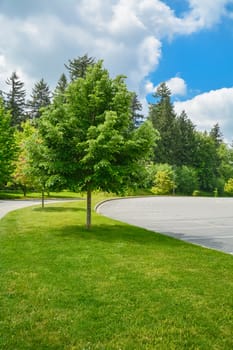 Decorative tree on green lawn between a road and parking lot