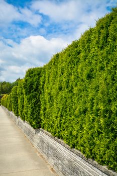 Long green hedge on land terrace along concrete sidewalk on cloudy sky background