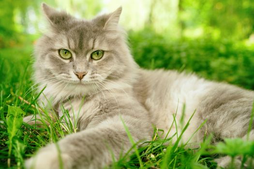 Cat in green summer grass outside in garden. Grey long hair Ragdoll with green eyes.
