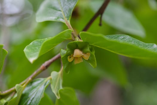 Blooming branch of persimmon with leaves