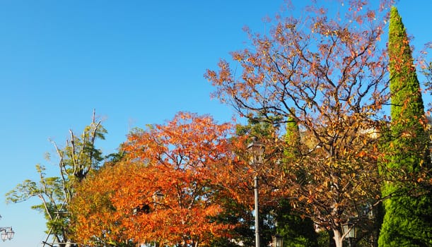 Autumn leaves and clear blue sky with yellow and red color.