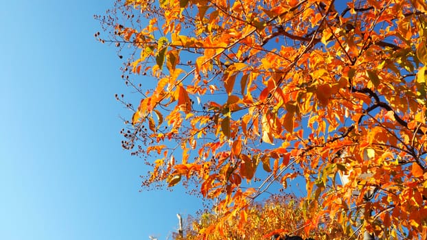 Autumn leaves and clear blue sky with yellow and red color.