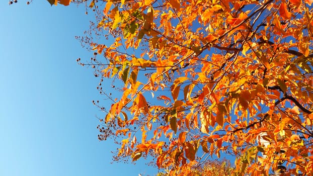 Autumn leaves and clear blue sky with yellow and red color.