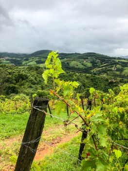 Close up of vineyards in the mountain during cloudy raining season. Grapevines in the green hills. Vineyards for making wine grown in the valleys on rainy days and fog blowing through.