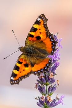 Small tortoiseshell, beautiful butterfly (Aglais urticae) on lavender. Europe, Czech Republic wildlife