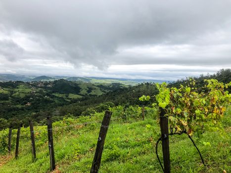 Vineyards in the mountain during cloudy raining season. Grapevines in the green hills. Vineyards for making wine grown in the valleys on rainy days and fog blowing through.