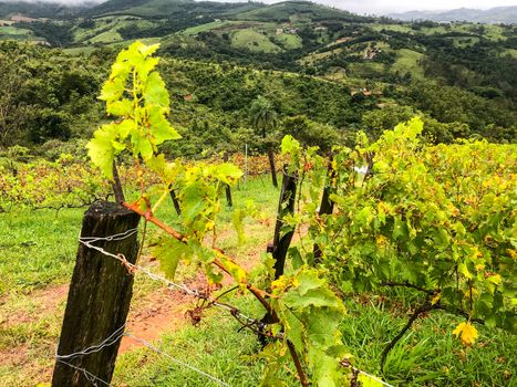 Close up of vineyards in the mountain during cloudy raining season. Grapevines in the green hills. Vineyards for making wine grown in the valleys on rainy days and fog blowing through.